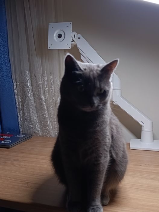 Віддам в добрі руки