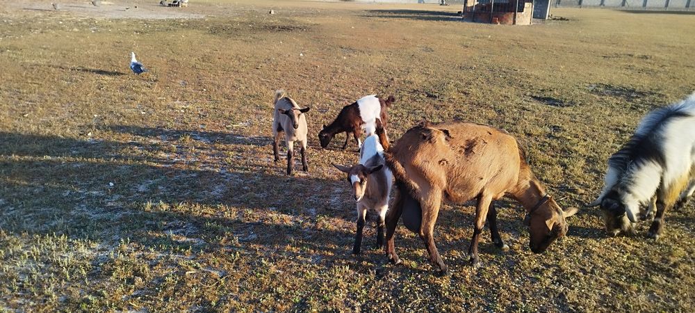 Cabrito e cabritas disponíveis