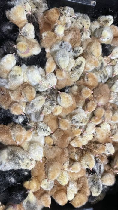 Суточні курчата мясояєчних порід