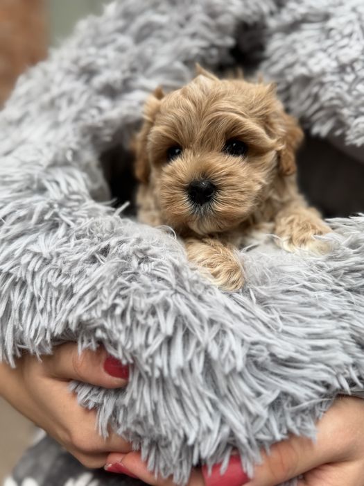 Maltipoo XS  F1 piesek