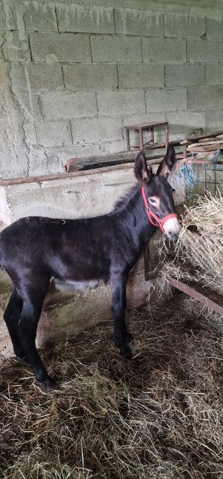 Vendo burrico de 6 meses