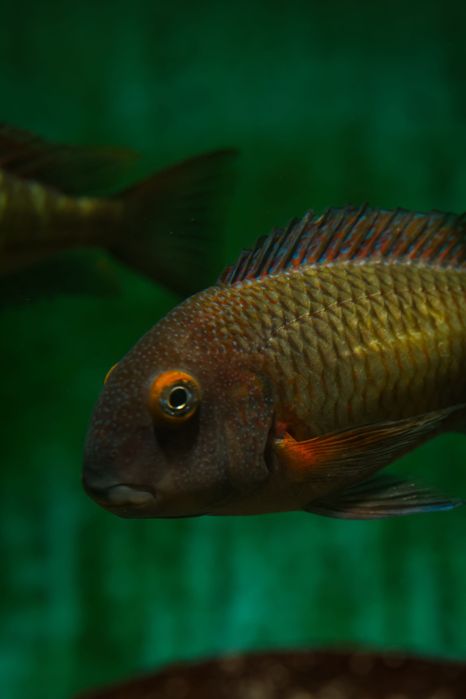 Tropheus Lufubu, ciclideos africanos, lago tanganyika