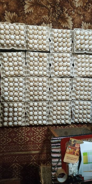 Яйце інкубаційне Качки блакитний фаворит