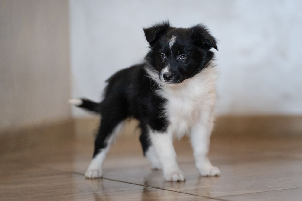 Dziewczynka Czarno-biała Border Collie /Badania genetyczne/wyprawka