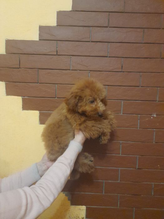 Той пудєль хлопчік