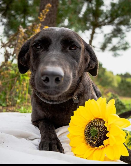 Sasha- cachorra de porte médio para adoção. Cruzada de labrador
