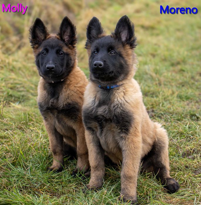 Owczarek Belgijski Tervueren ZKwP (FCI) - szczeniak