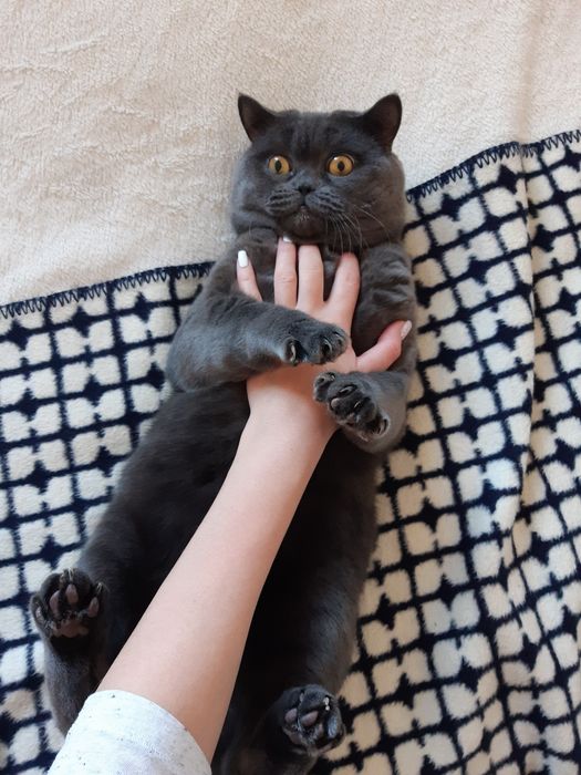 Шотландський прямовухий кіт для в'язки