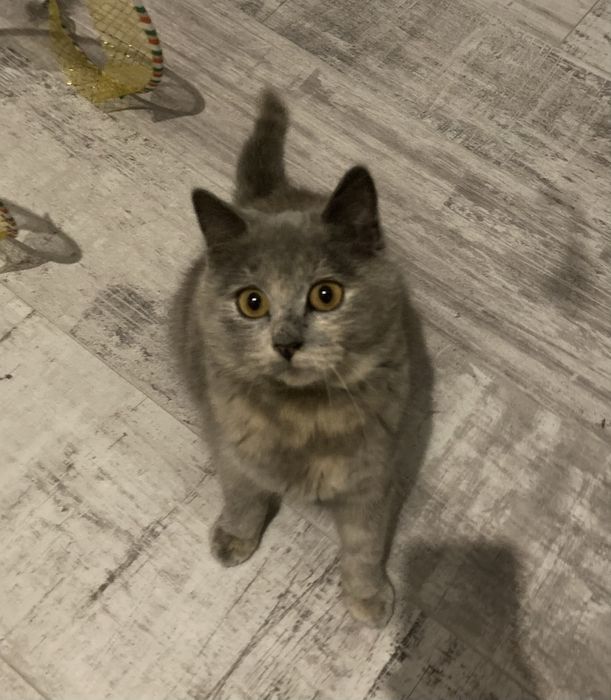 Кошеня безкоштовно