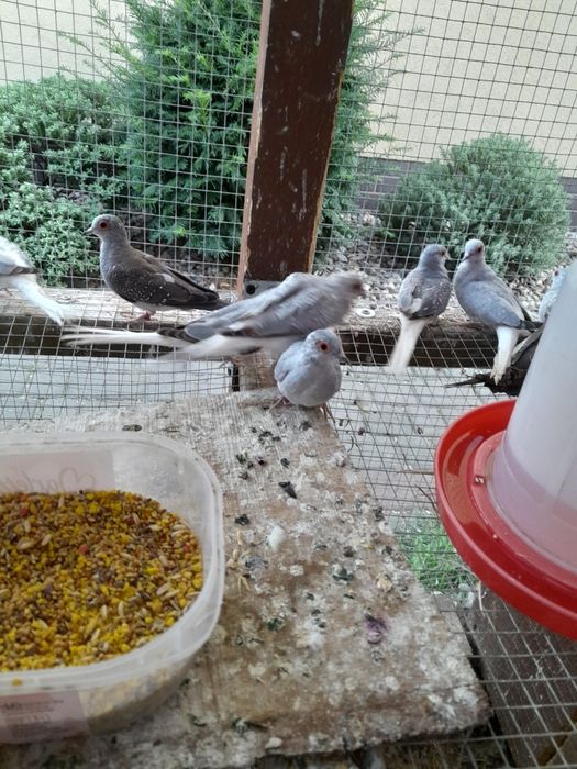 Gołąbki diamentowe