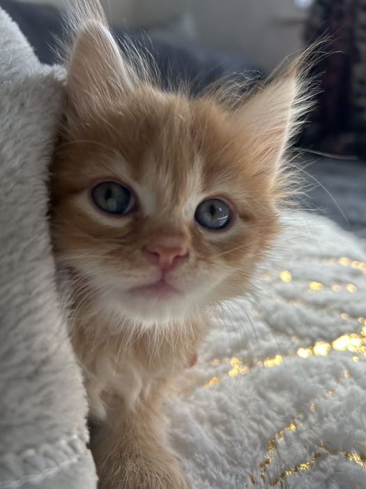 Котята сибирской длинношёрстный породы.