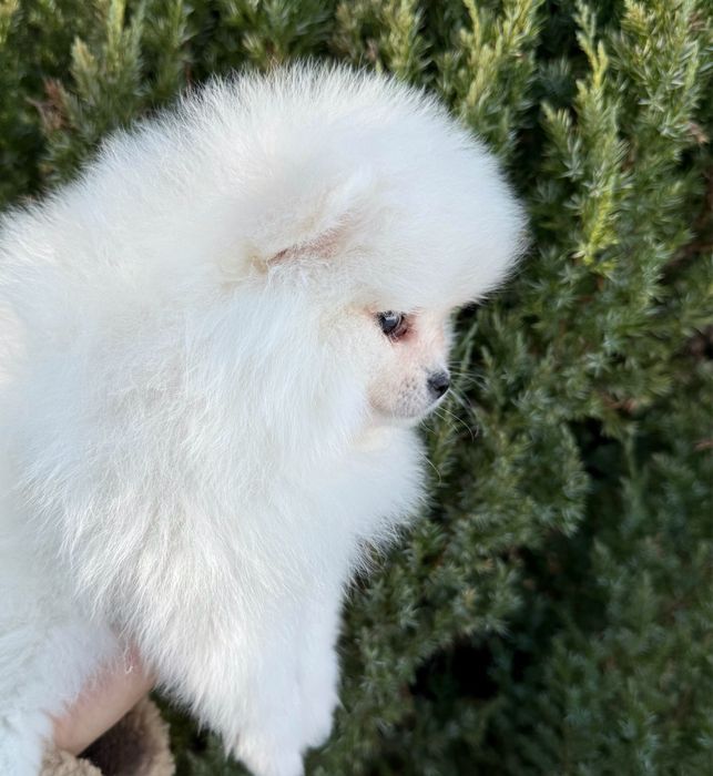 Szpic miniaturowy Pomeranian Zkwp FCI Miś