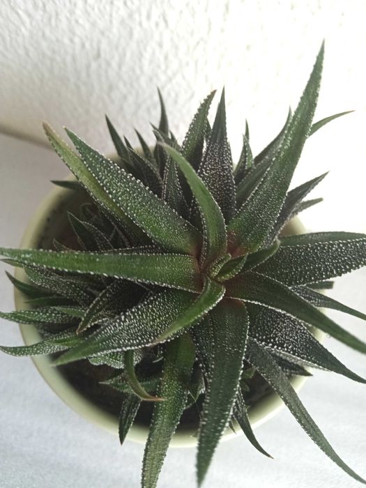 Planta suculenta natural