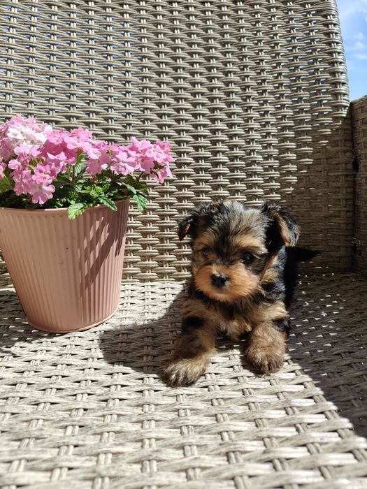 Yorkshire terrier miniatura