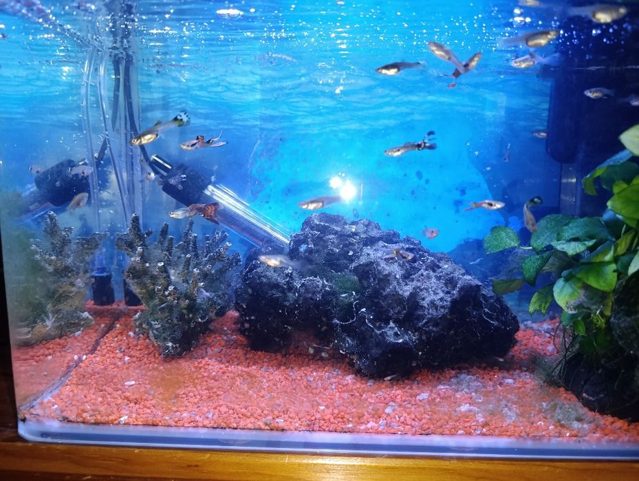 Guppies variedade despachar