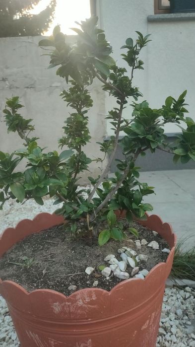 Duże fikusy Ficus Microcarpa Moclame 80 i 100 cm - okazja