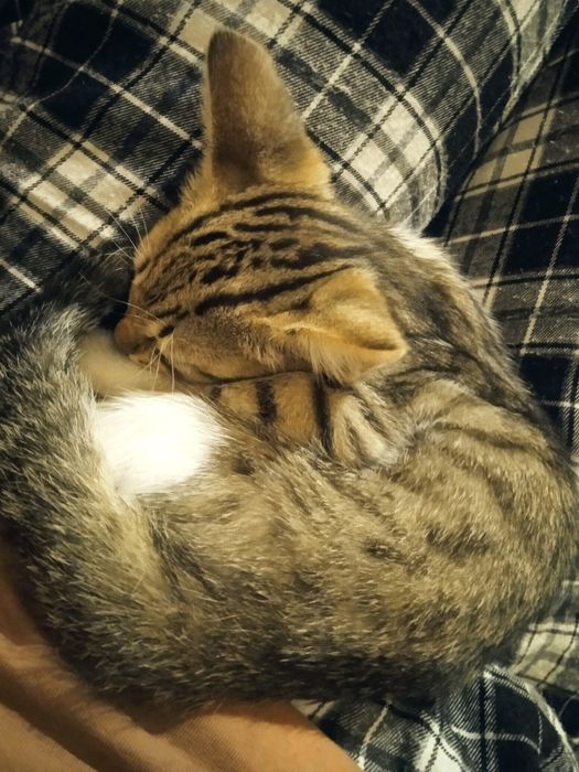 Отдам кошечку бесплатно в добрые руки