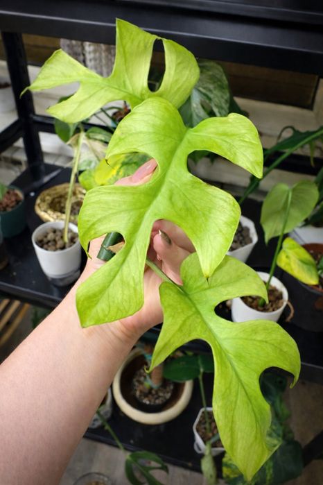 Monstera raphidophora tetrasoerma Gold Rush