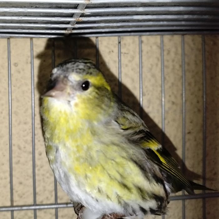 Vendo bons pássaros deste ano e ano passado