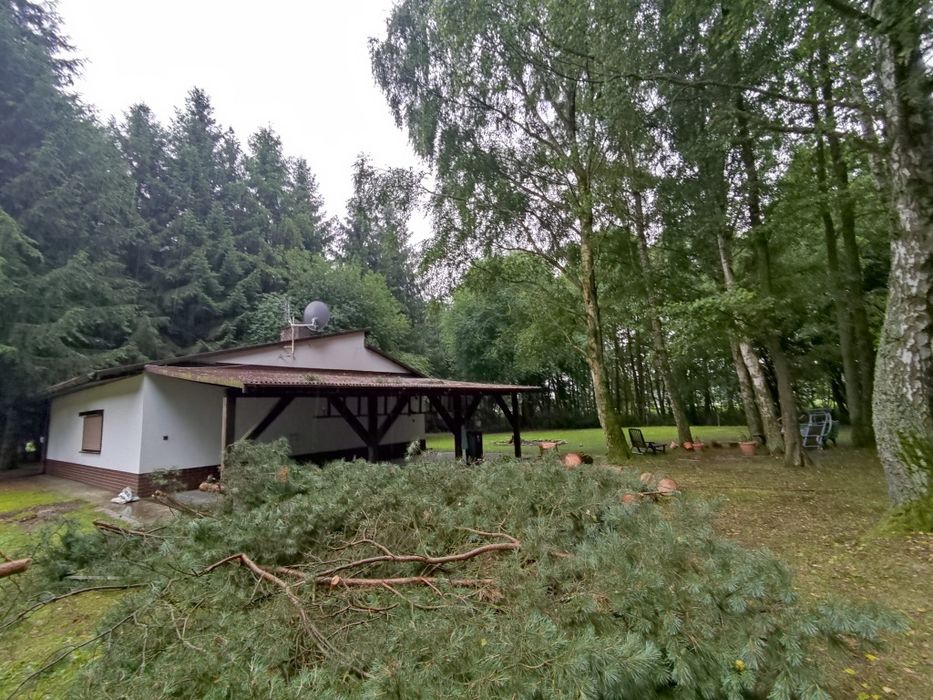 Wycinka i pielęgnacja drzew metodą alpinistyczną