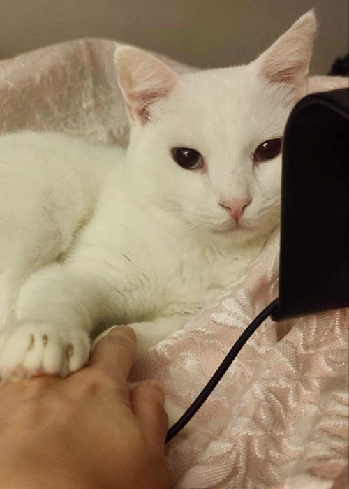 Gato para adoção responsável