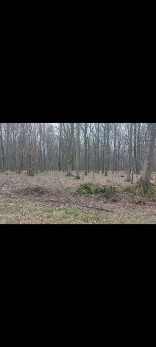 Sprzedam działkę leśną