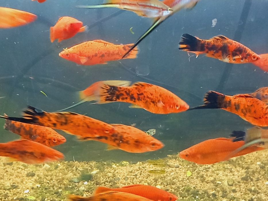 Mieczyk ryba akwariowa