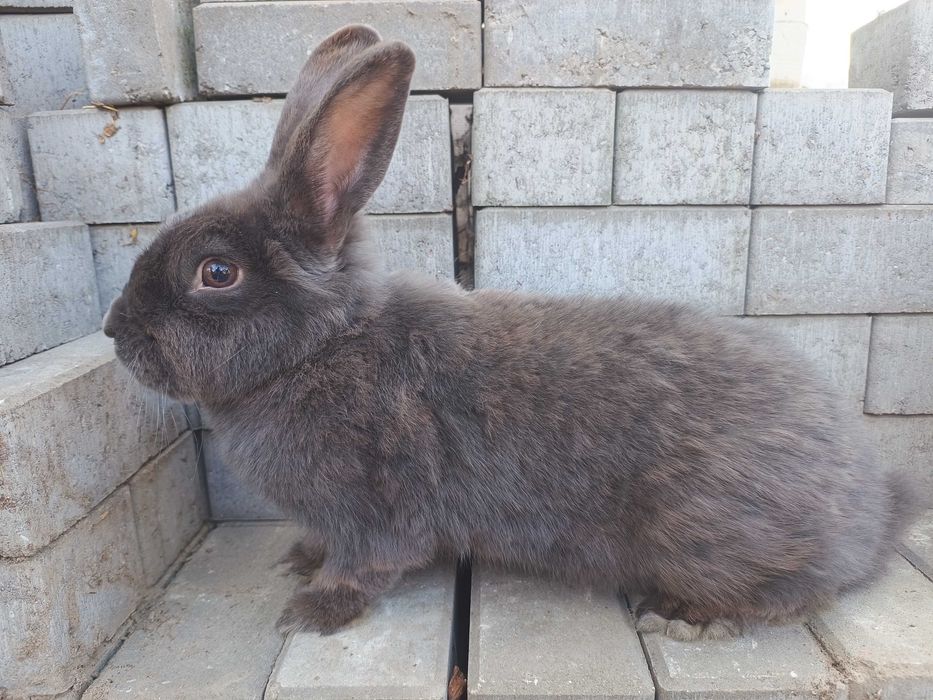 Wiedeński niebieski