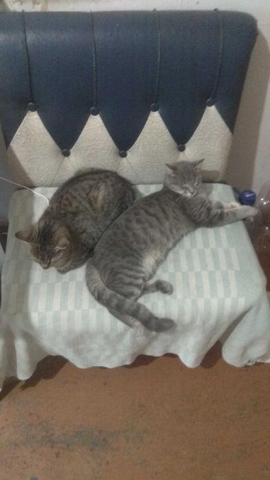 Здоровые котята (3 кошечки )