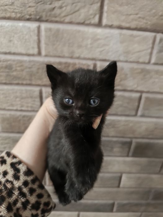 Кошенята, шотландці