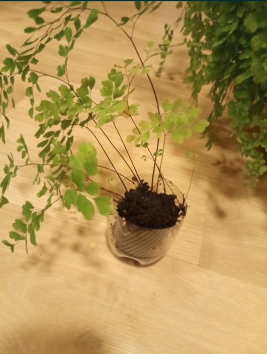 Венерин волос папоротник