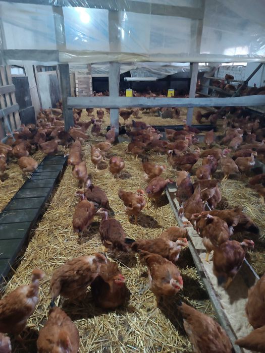 Молоді півники Голошейки