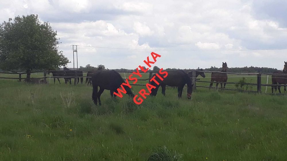 Trawy i mieszanki dla koni, nasiona paszowe Wysyłka gratis!