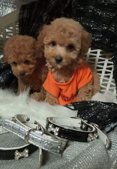 Дві дівчинки,сестрички Мальтіпу F2мінікі