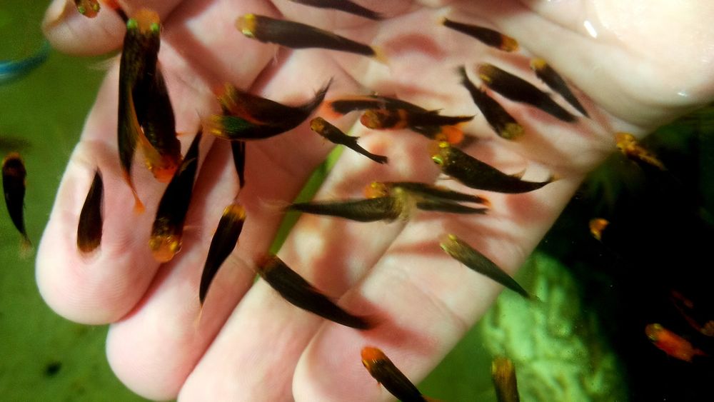 Пецилія  Чорна ,чорно ряба.