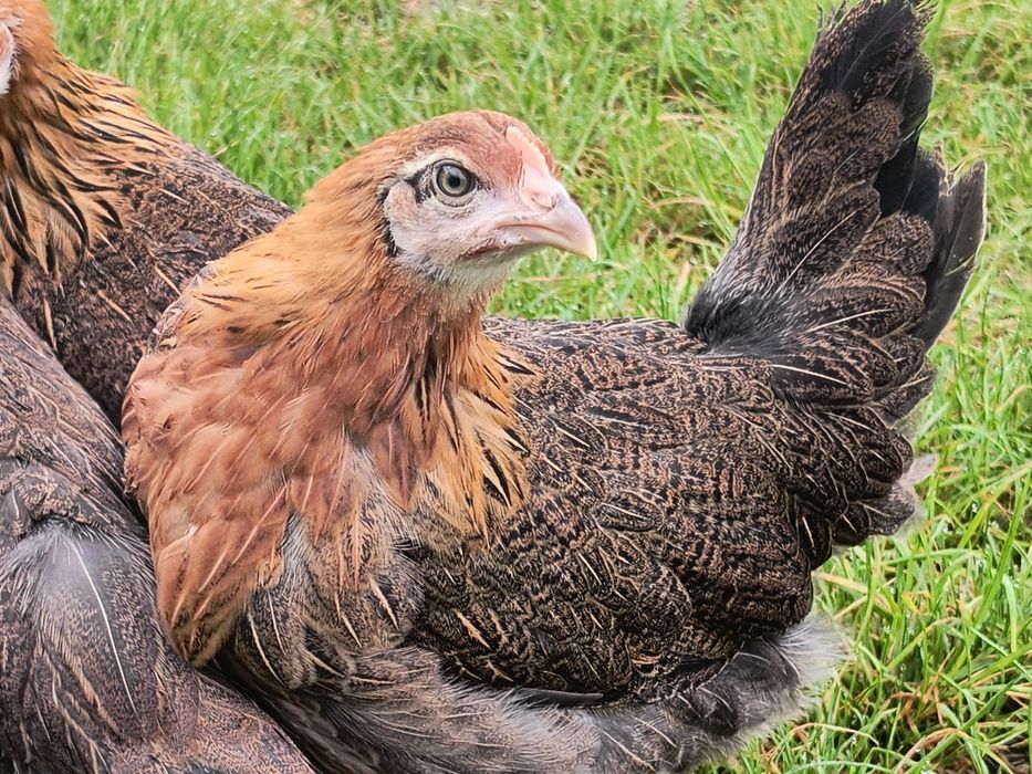 Kury zielononóżki młode nioski kurki zielononóżka