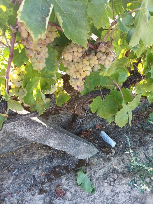 Uvas brancas e tintas para vinho