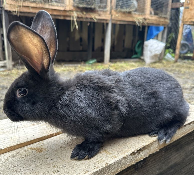Кролики різних порід