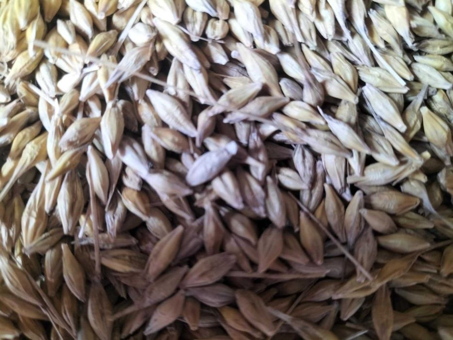 Sprzedam jęczmień ozimy JAKUBUS