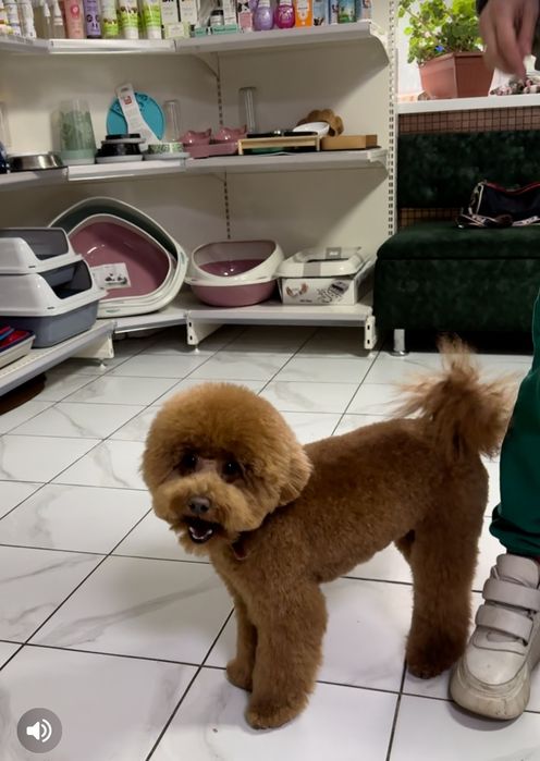 В'язка той пудель