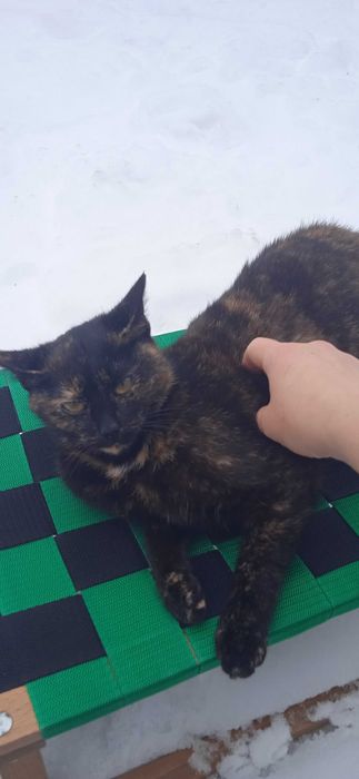 kotka mloda za darmo oddam