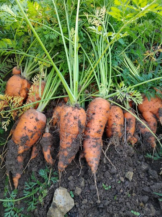 Marchew ekologiczna z certyfikatem