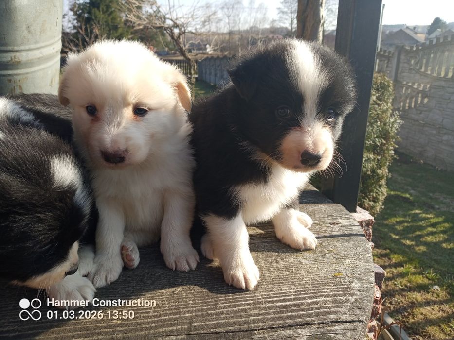 Szczeniak border collie