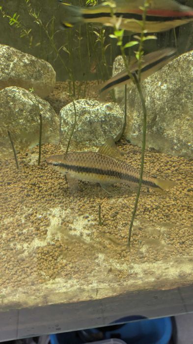 peixe-gato-de-agea-siamês (Crossocheilus siamensis)