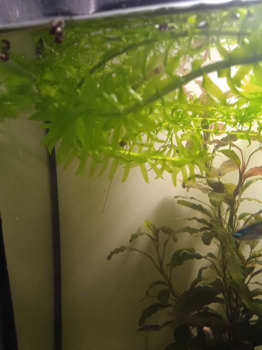 Аквариумные рыбки неоны, расбора. Растения элодея, анубиас.