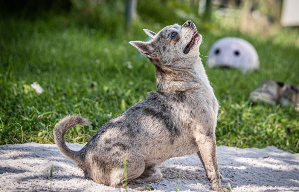 Reproduktor chihuahua merle