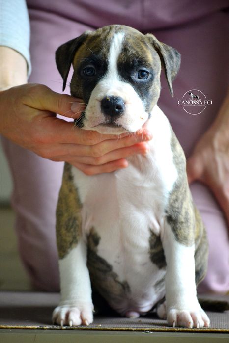Piękny samiec Amstaff/American Staffordshire Terrier z rod. ZKwP