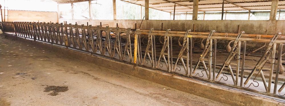 CORNADIS SAFETY AJUSTÁVEIS, sala de ordenha Fullwood,Tanques Leite,