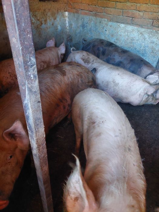 Продам свині м'ясні 50- 60- 80-100 кг.