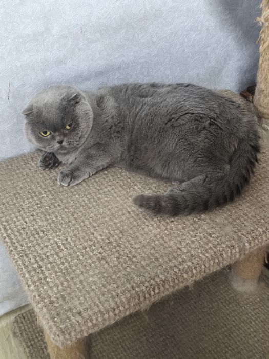 Шотландська дівчинка